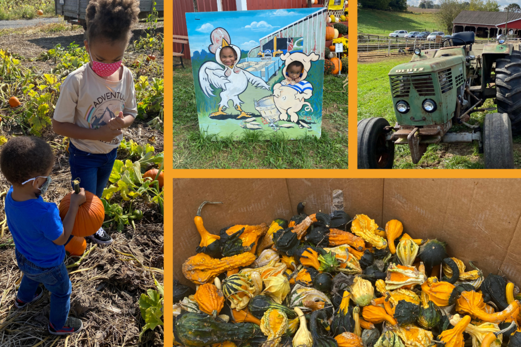 Two children picking pumpkins at Sharp's at Waterford Farm in Brookeville, Maryland.
