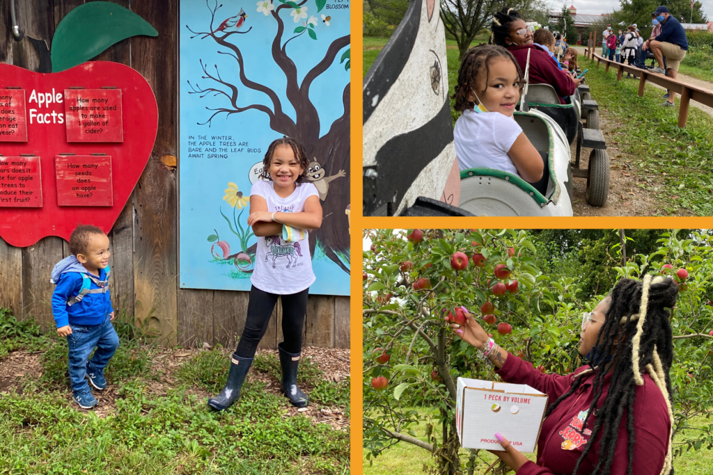 Apple picking at Great Country Farms.