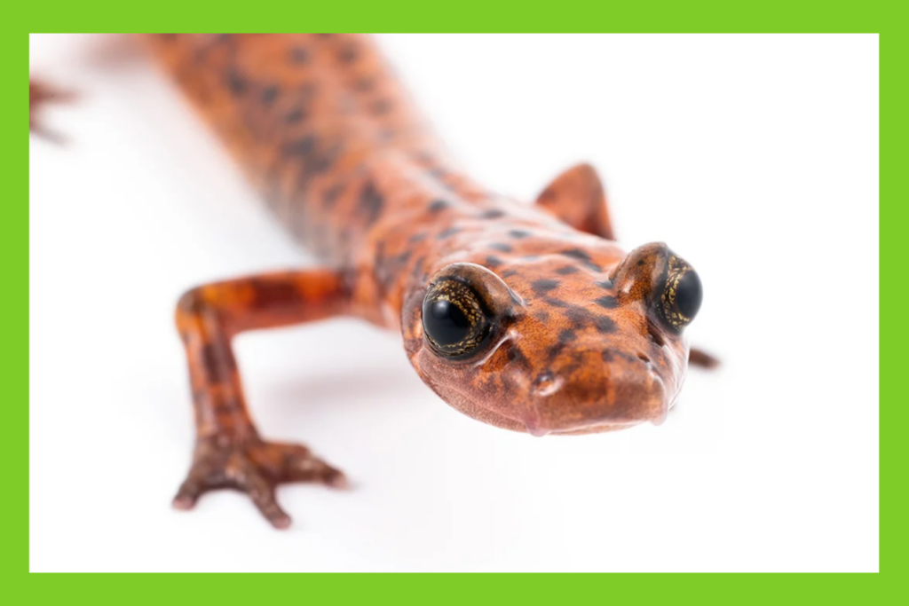 reptile for amphibian week