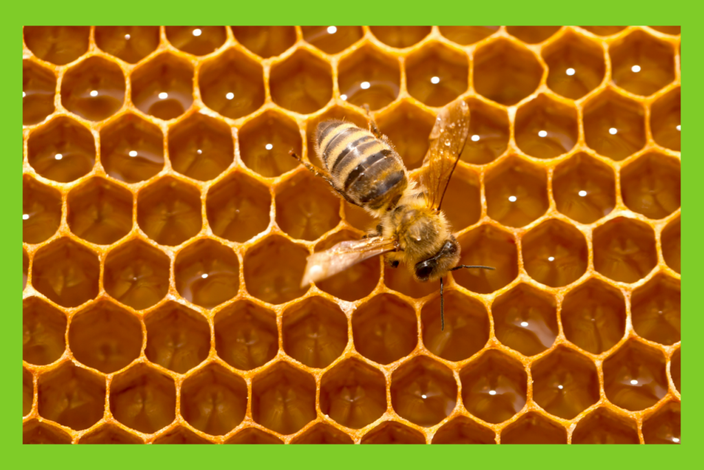 honey bee